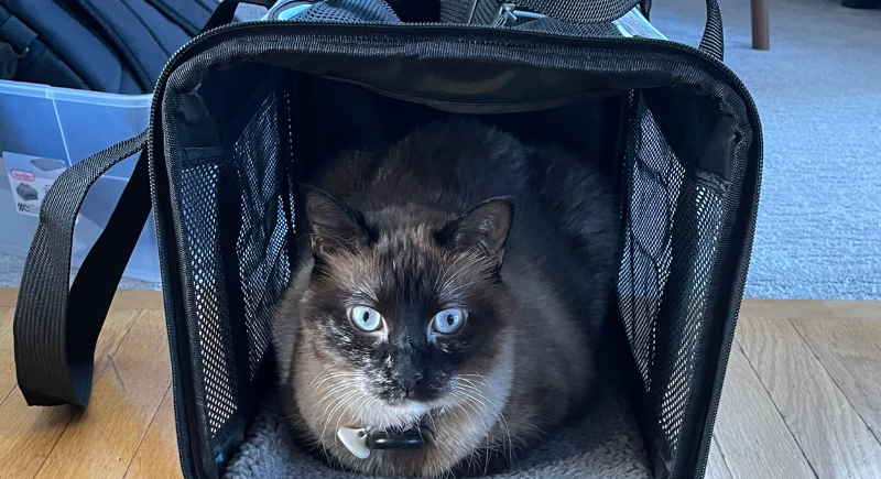 There’s a Cat Flying Business Class and It’s the Main Character Today