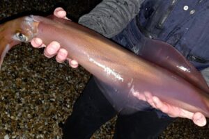 Giant squid are invading UK shores