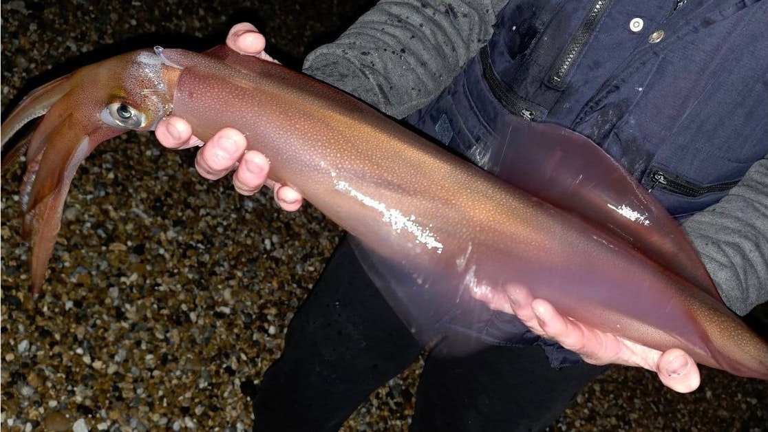 Giant squid are invading UK shores