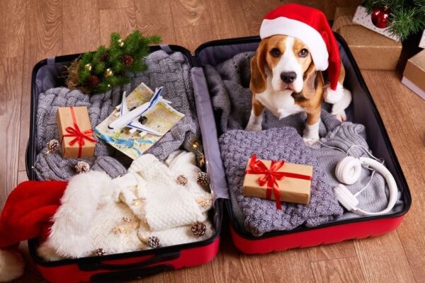 7 tips to prepare your pet for travel station icon