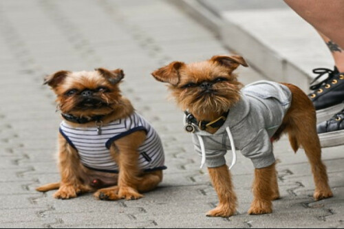 Italian city plans daily tax for tourists with dogs