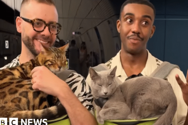 Charity urges TfL to remove cat travel video