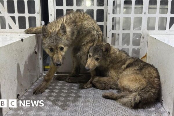 'Wolf-type animals' roaming Preston streets caught by police