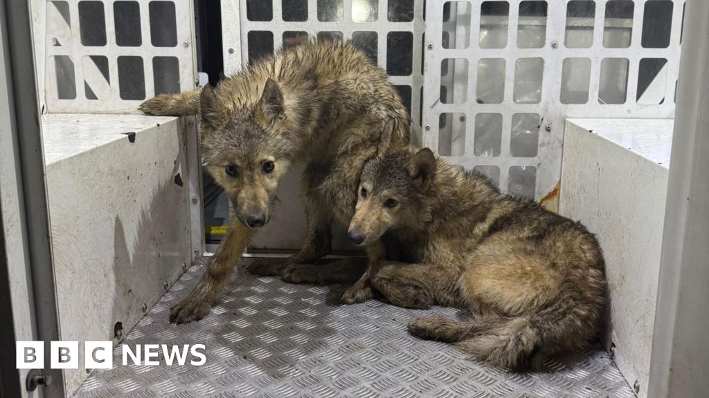 'Wolf-type animals' roaming Preston streets caught by police