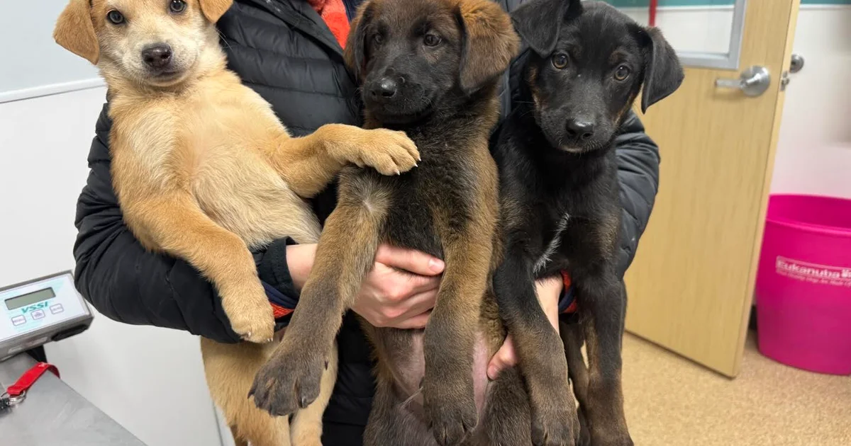 Alaska nonprofit rescues 180 dogs — and a turtle — after devastating flooding in remote villages