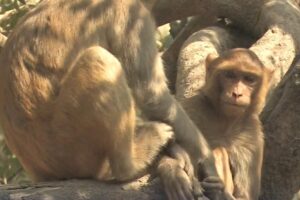 Kayaker delighted by group of monkeys leaping into water around her