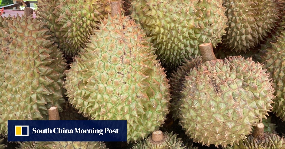 Indonesia’s bid to ship durians straight to China rides on refrigeration, sanitation