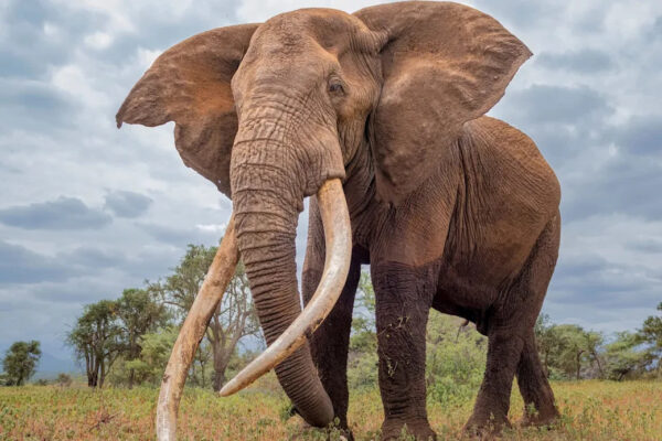 Researchers issue warning after observing dangerous shift in elephants’ behavior: ‘Higher risk’ Yahoo news home