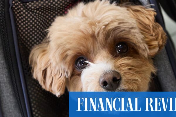 A review of the first pet-friendly flight from Melbourne to Gold Coast