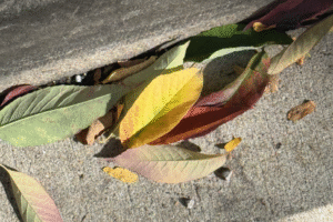 Colorful fall leaves