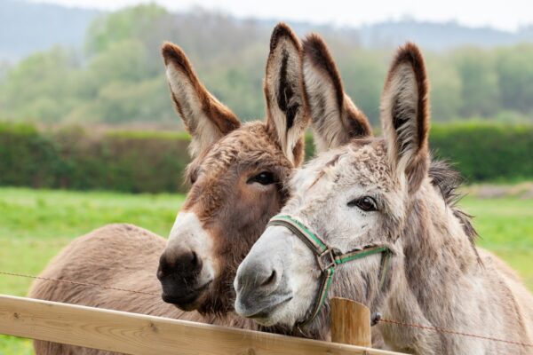 Brits left seven times more cash in wills to animals than soldiers during 2024 - including £38m to Donkey Sanctuary