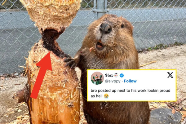 Yahoo entertainment home