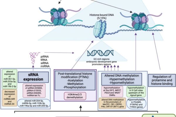 How lifestyle and environment reshape the sperm epigenome and why it matters for fertility, embryos and child health How lifestyle and environment reshape the sperm epigenome and why it matters for fertility, embryos and child health