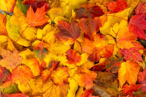 5 Dividend Stocks I Can't Wait To Buy In October (Plus Macro Update)