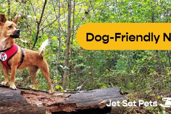 Explore NYC’s Ultimate Dog-Friendly Hub: Jet Set Pets Launches Wet Noseletter and Social Media Community for Urban Pet Parents