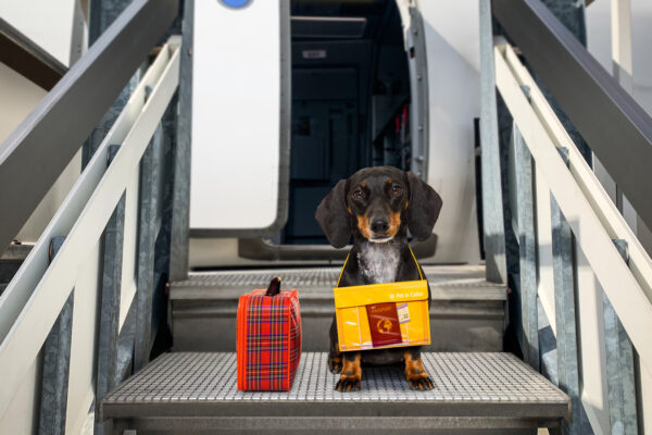 Your Pet's First-Class Cabin Travel Is A Luxe Airplane Experience With No Crates And Pure Comfort