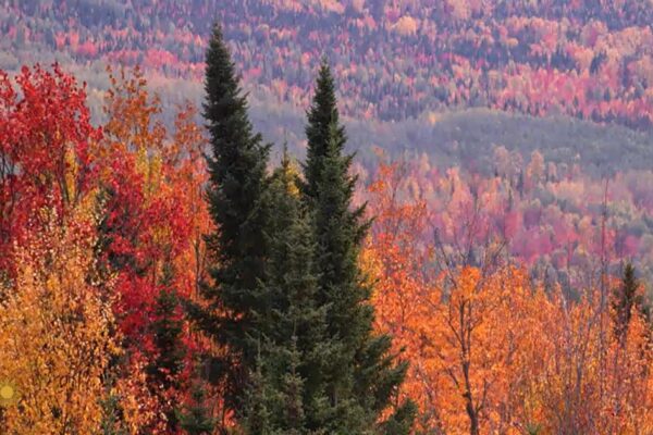 Nature: Fall colors in Maine