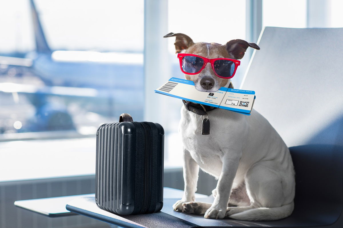 EU court says pets are ‘luggage’ « Euro Weekly News