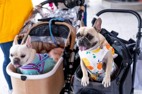 EU Court rules lost pets count as luggage in air travel
