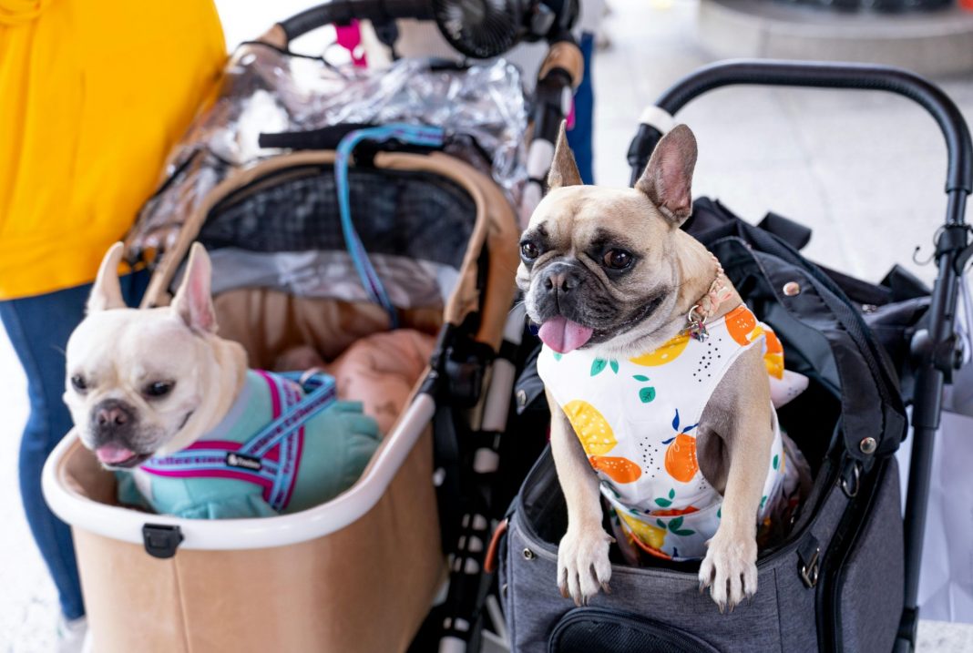 EU Court rules lost pets count as luggage in air travel