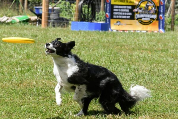 Doggo Fest Hong Kong 2025 Comes To West Kowloon This November Doggo Fest Hong Kong 2025 Comes To West Kowloon This November