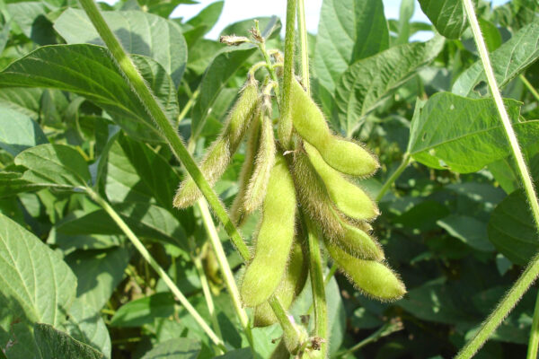 China’s soybean boycott strains US farmers
