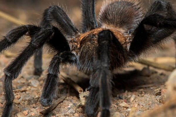 Tarantulas: Why you shouldn't be afraid