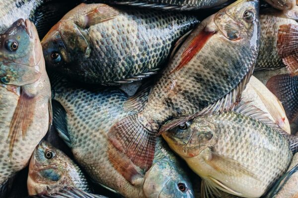 China’s tilapia prices hold steady during China's Golden Week holiday