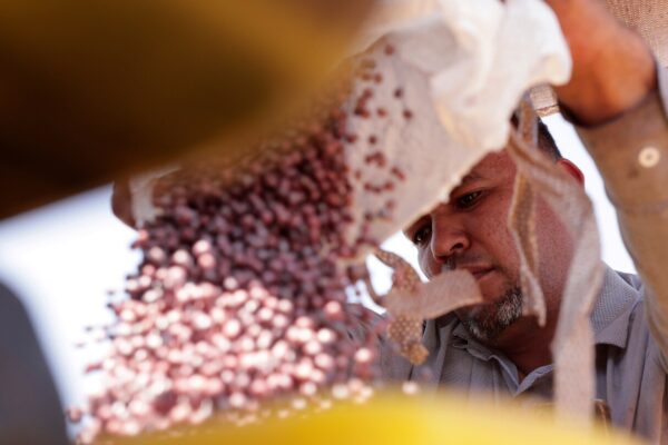 Trade war opens Chinese market to Brazilian soybean producers