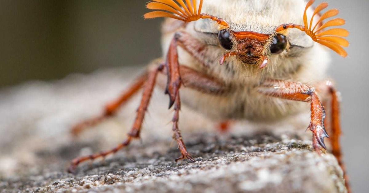 Letter: Decline of insects will impact British food chain
