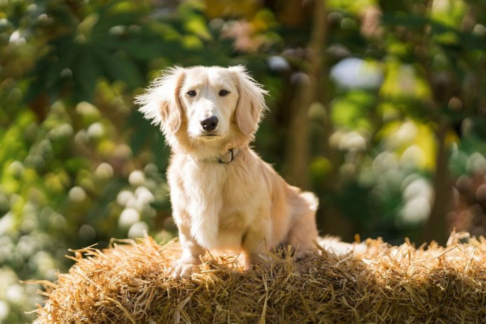 Street outlet Clarks Village crowned UK’s top dog‑friendly shopping centre | Local News | News | Glastonbury and Street Nub News