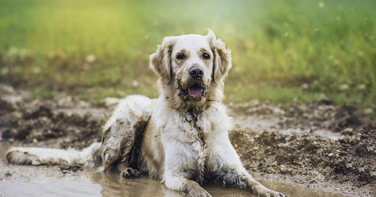 Vet issues warning to dog owners over dangers of puddles