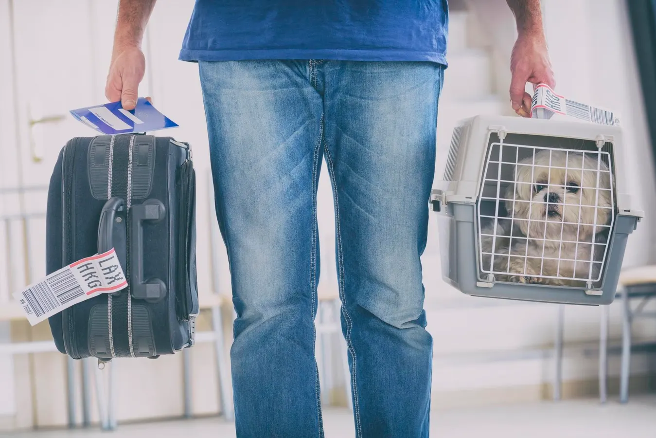 EU Court Rules Pets On Flights Can Be Classified As Baggage