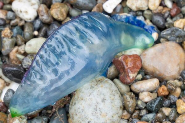 Worlds most dangerous creature washes up on UK beach