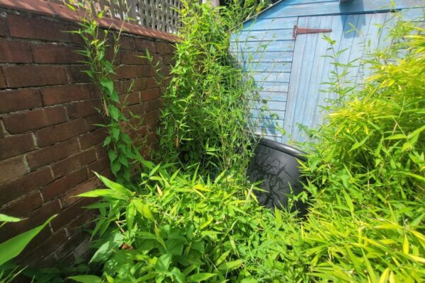 Reading named one of worst UK hotspots for invasive bamboo