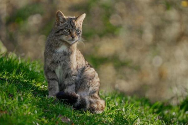 Critically endangered wildcats could be released back in UK