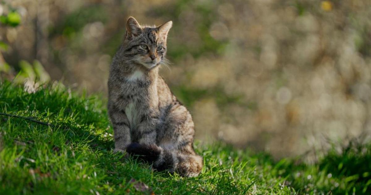 Critically endangered wildcats could be released back in UK