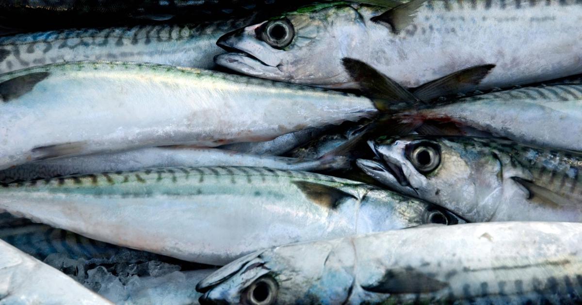 UK’s failure to back sustainable mackerel fishing condemned as ‘pitiful’