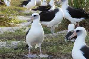a group of black and white feathered birds stand on grass