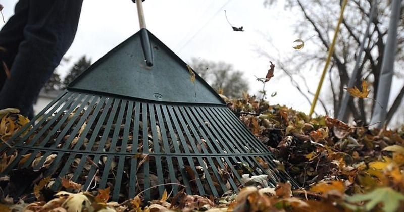 Ask Us: Local man seeks excuse to leave the leaves | Local News