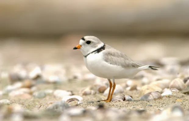 The Piping Plover Is an endangered species that nests only in the open, sandy beach areas in Connecticut.