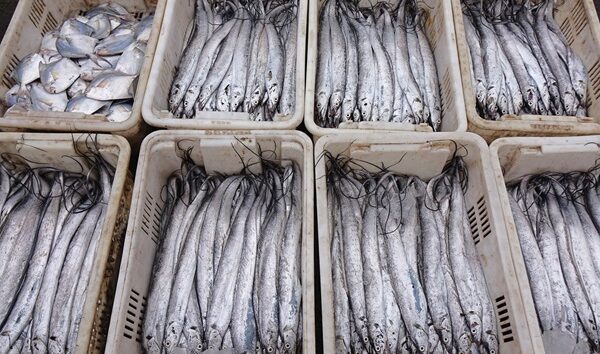 China to suspend imports of Japanese seafood in latest escalation over Taiwan comments – KORN News Radio