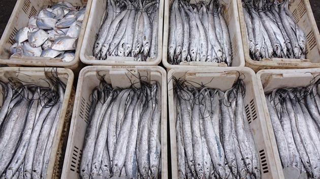 China to suspend imports of Japanese seafood in latest escalation over Taiwan comments – KORN News Radio