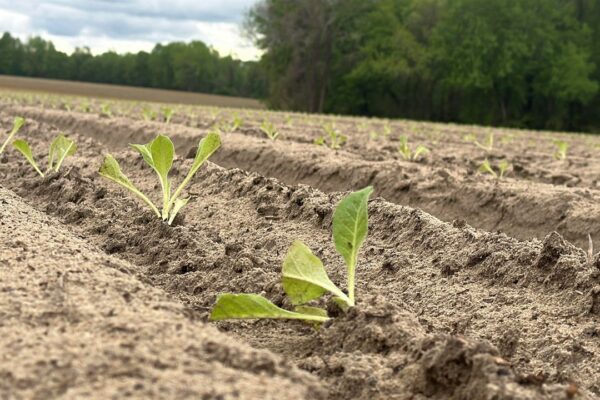 N.C. farmers on edge, Trump-China deal leaves out tobacco