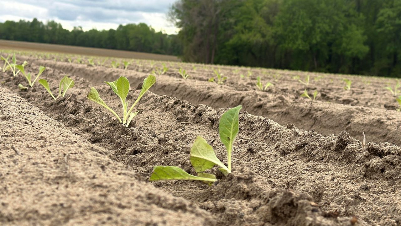 N.C. farmers on edge, Trump-China deal leaves out tobacco