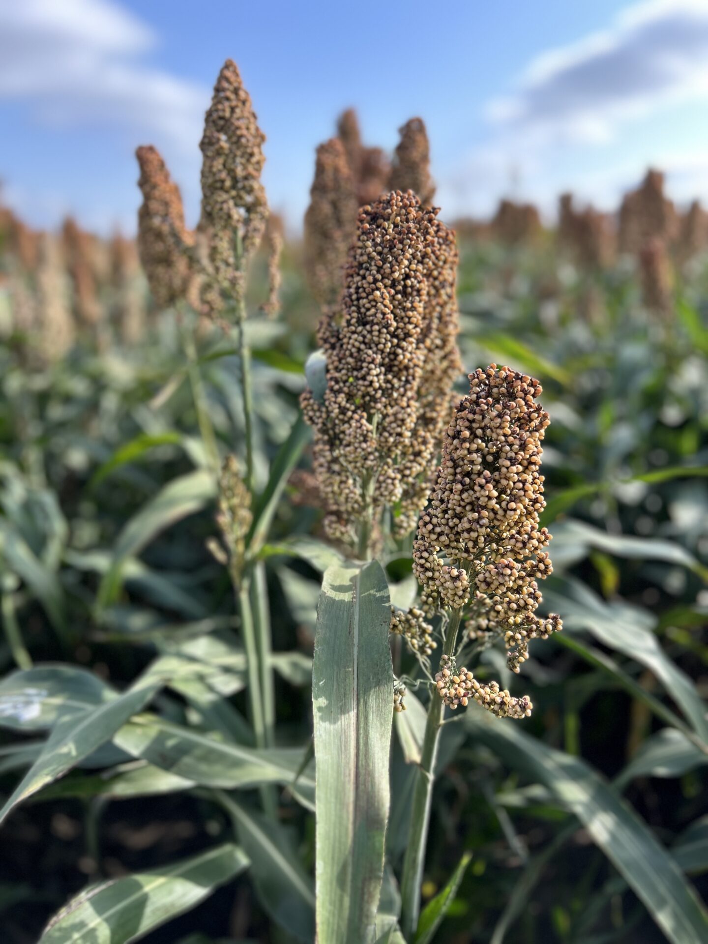 China’s return to U.S. sorghum market could boost exports
