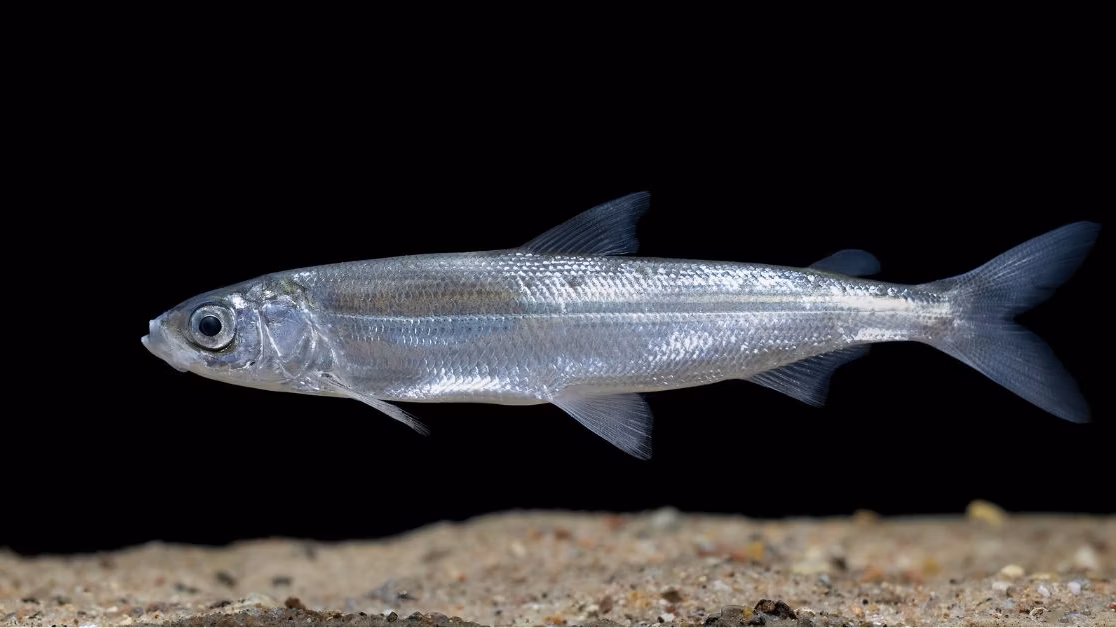 UK’s rarest freshwater fish found thriving again