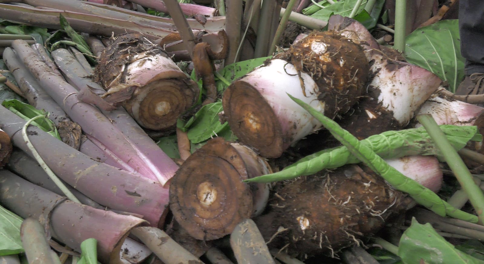 St Vincent Lauders Depot to purchase Dasheen for US & UK markets