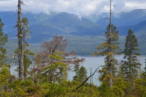 Trump deal with China hands lifeline to Alaska timber