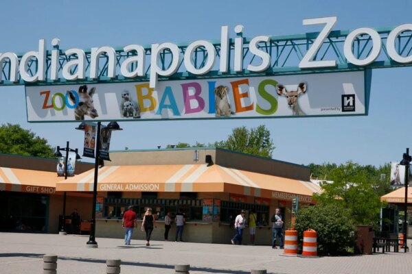 Chimpanzee on the loose at Indianapolis zoo, visitors say